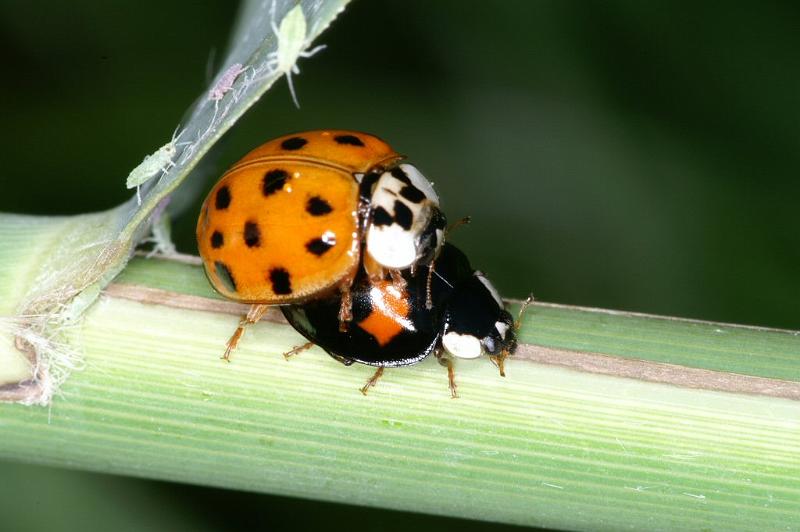 Anatis_ocellata_D3114_Z_88_Loosdrechtse plassen_Nederland.jpg